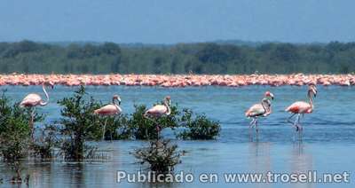 Día Mundial de las Aves Playeras