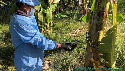 Colombia decreta estado de Emergencia ante presencia de hongo en bananos