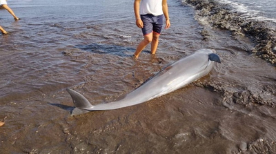 Rescate Épico: 200 Delfines Salvados en Falcón