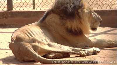 Una luz al final del túnel para los animales desnutridos de los Zoológicos de Venezuela