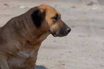 Hombre descuartizó a un perro en Carabobo para comérselo