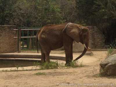 Muere Ruperta la Elefante del Zoologico de Caricuao